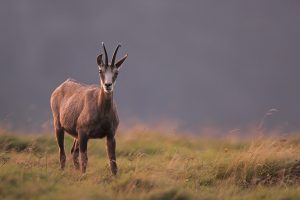 Chamois